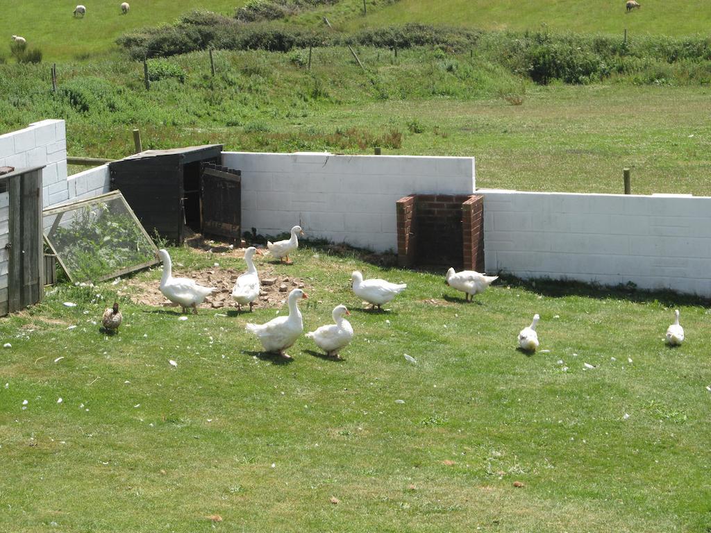 Upton Cross B&B Bude Εξωτερικό φωτογραφία